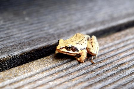Frog On Wooden Planks