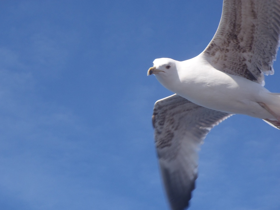 Bird seagull istanbul
