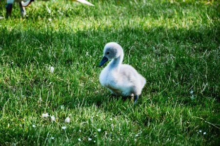 Young Cygnet photo