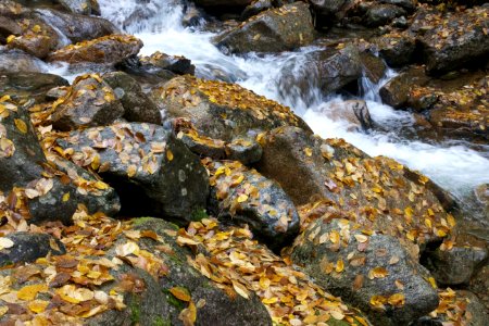 Autumn Leaves On Rocks In Stream