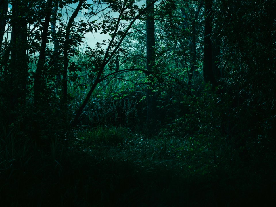 Green Trees And Plants