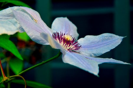 White And Purple Broad Petal Flower