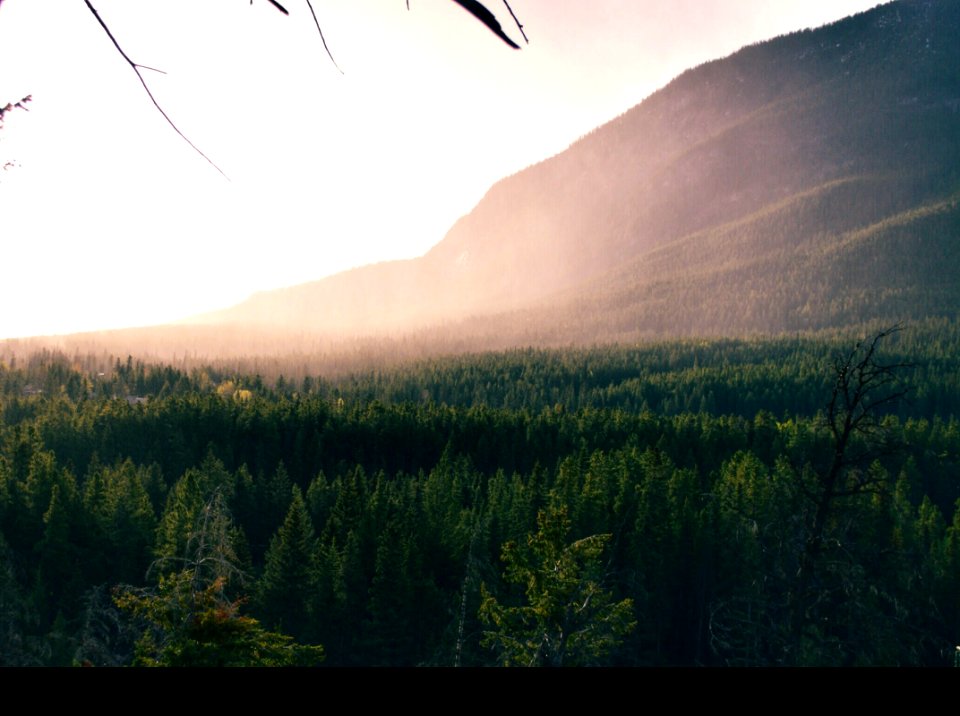 Aerial Photography Of Forest Trees Near Mountain During Daytime photo