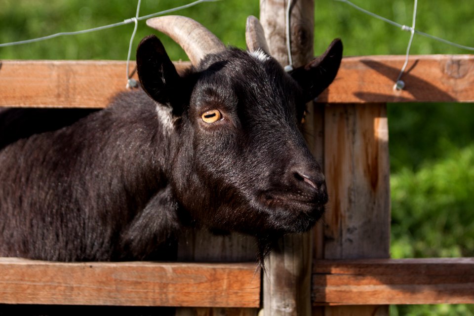 Black Goat During Daytime