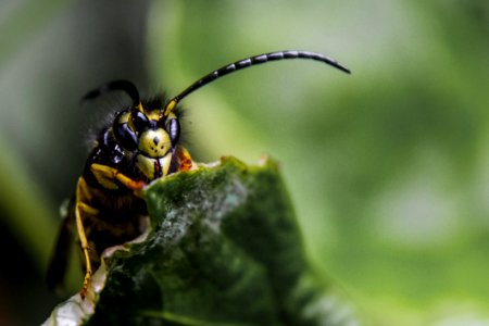 Close Up Of Bee On Leaf