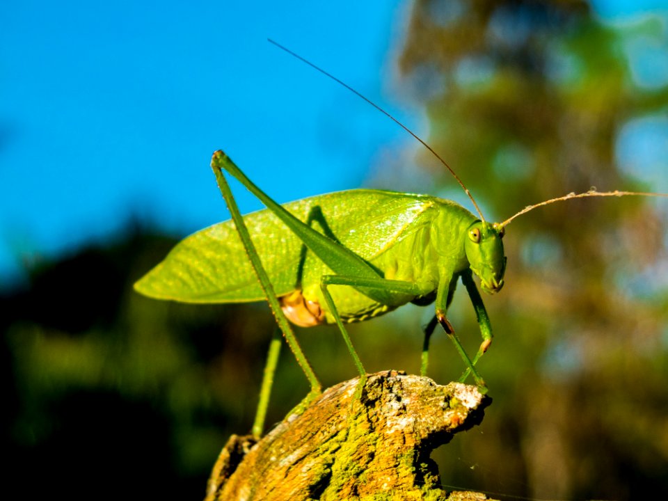 Green Grasshopper During Day Time