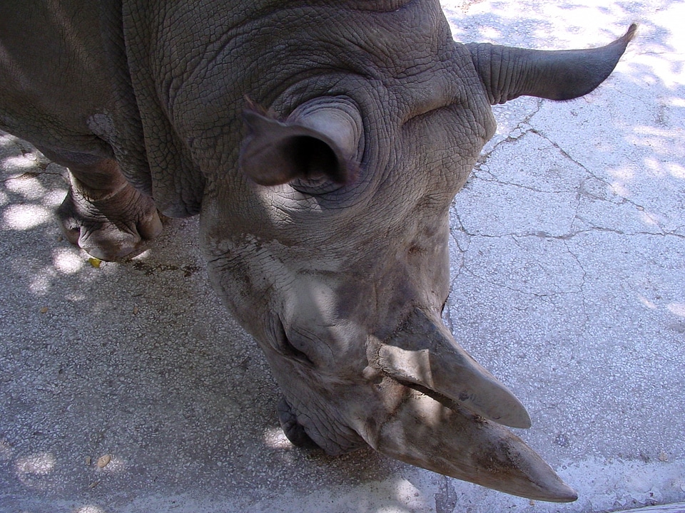 Wildlife wild zoology
