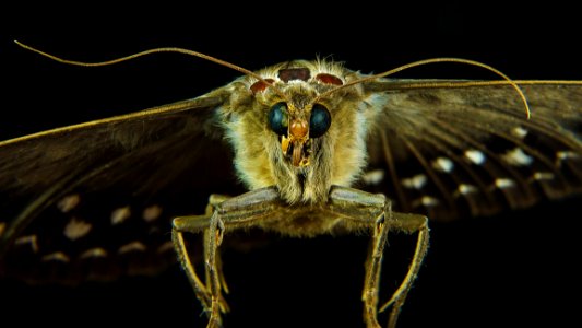 Moth Butterfly Photo photo