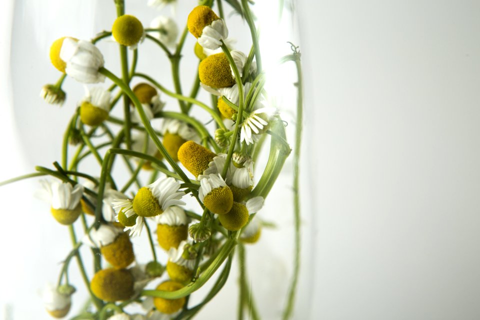 White Multi Petaled Flower