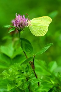 Green Butterfly photo