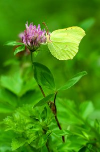 Green Butterfly
