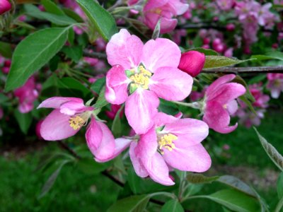 Pink Petal Flower photo