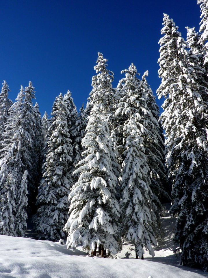 Snow Covered Green Forest Trees During Day photo