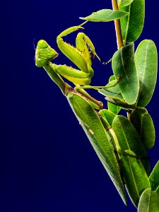 Green Praying Mantis On Green Leaf