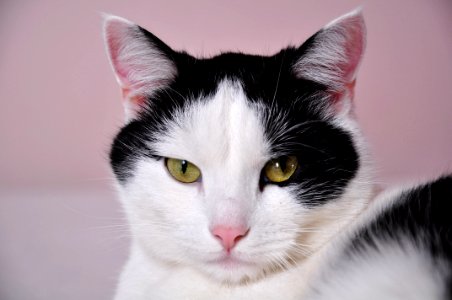 Black And White Cat photo