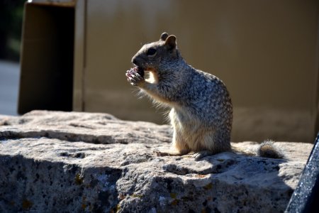 Squirrel On Rock