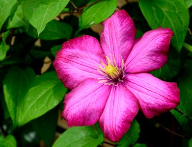 Pink 6 Petaled Flower In Bloom