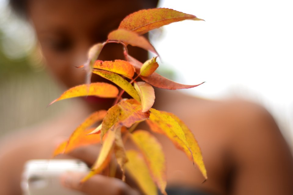 Green Leaved Plant