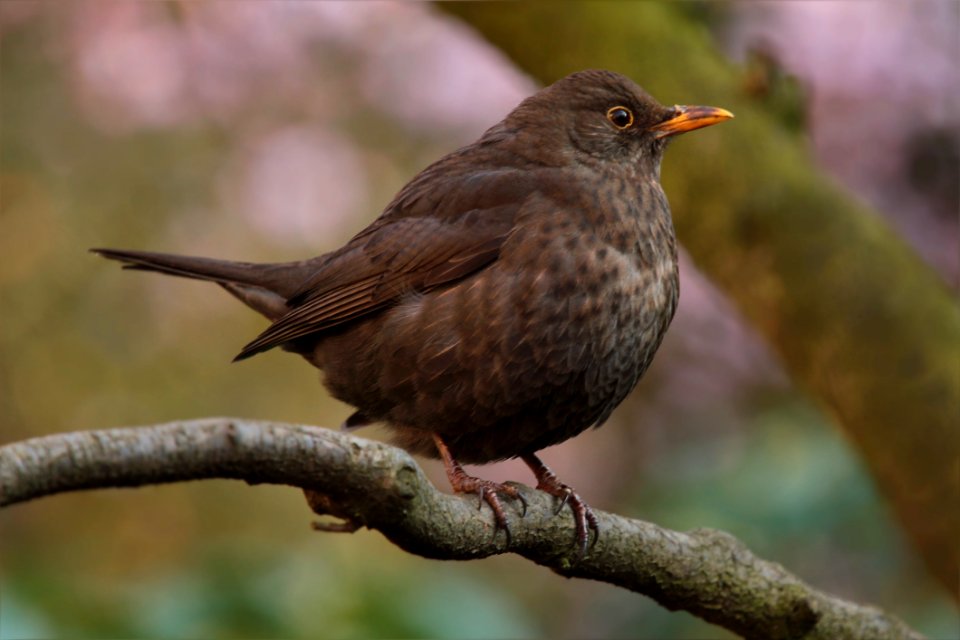 Juvenile Blackbird