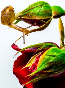 Snail On Rose Bud