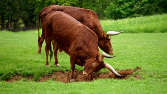 Bulls In Green Field photo