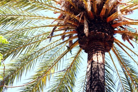Palm Tree Against Blue Skies photo