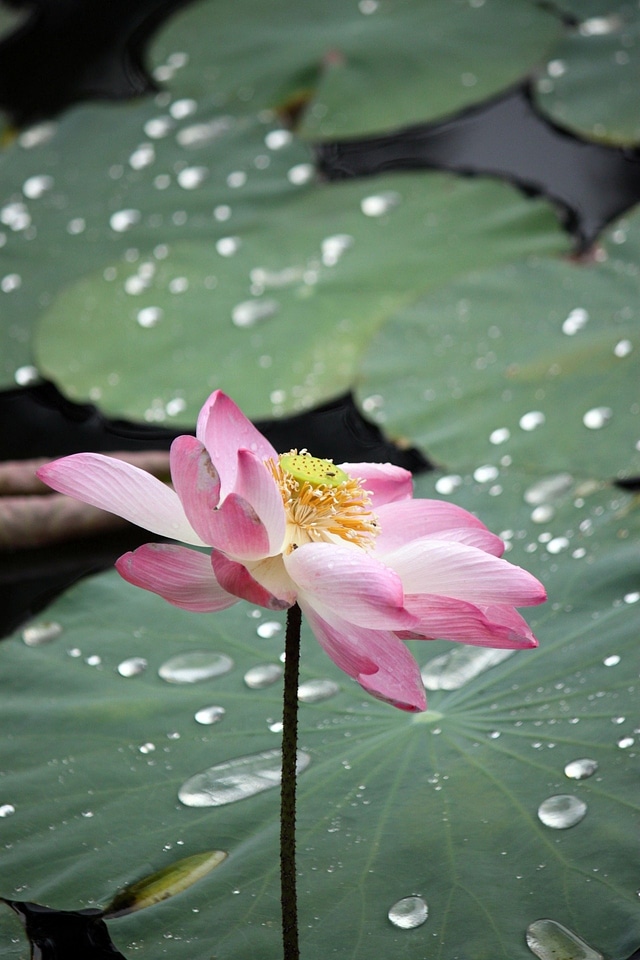 Blooms blossoms blooming