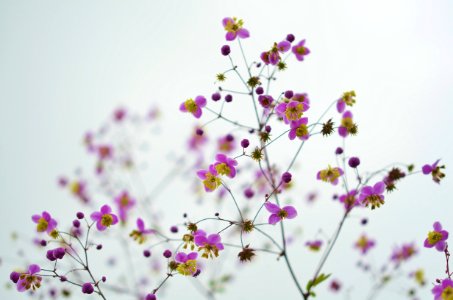 Purple And Yellow Wildflowers photo