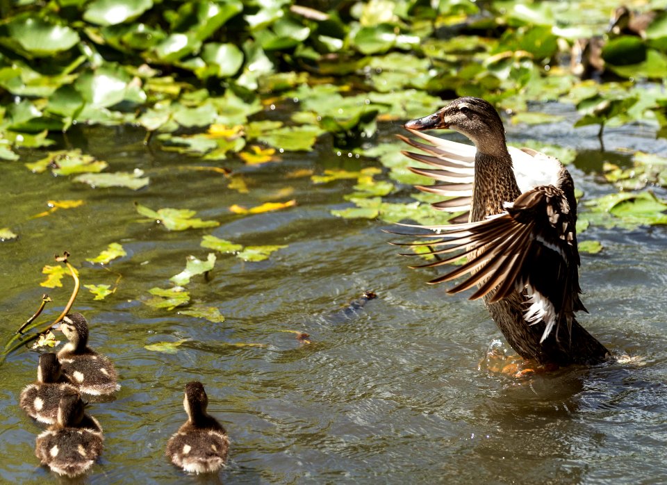 Ducks at the Alligator Adventure in South Carolina.Original image from Carol M. Highsmith’s America, Library of Congress collection.