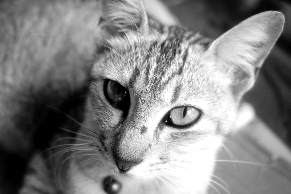 Portrait Of Cat In Black And White