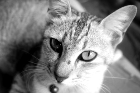 Portrait Of Cat In Black And White