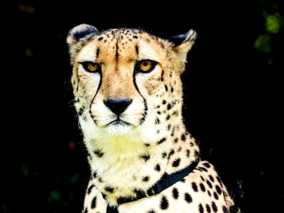 Cheetah at Myrtle Beach Zoo. Original image from Carol M. Highsmith’s America, Library of Congress collection.