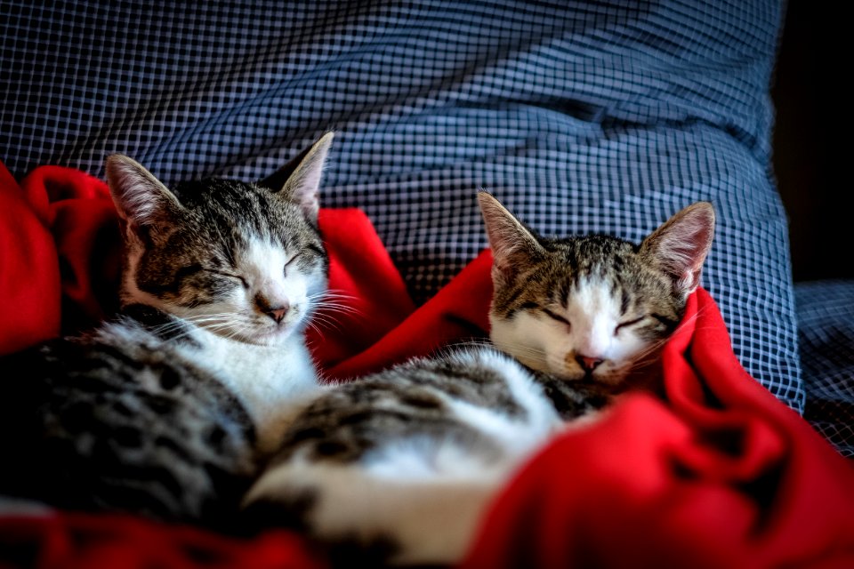 Black And White Tabby Cat Sleeping On Red Textile