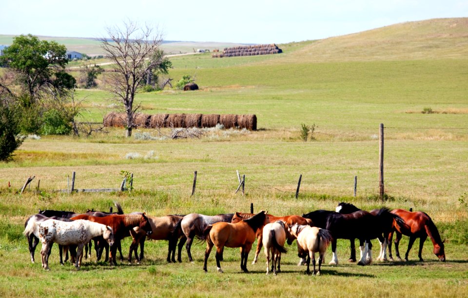 Horses at a ranch in South Dakota. Original image from Carol M. Highsmith’s America, Library of Congress collection.