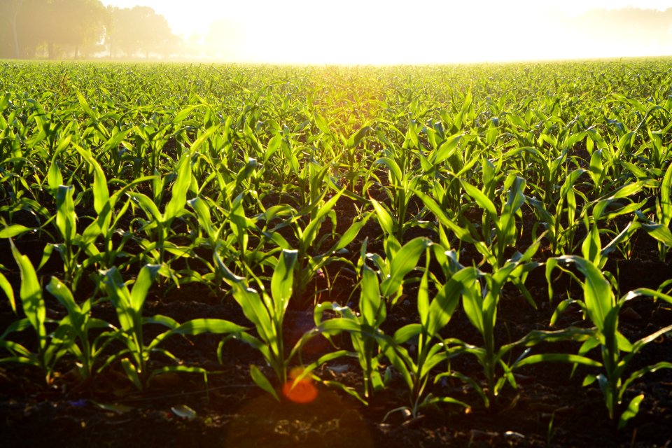 Corn Field During Daytime