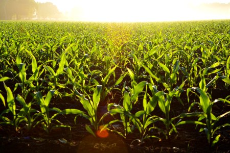 Corn Field During Daytime photo