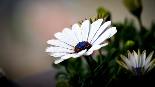 White Blooms With Dew