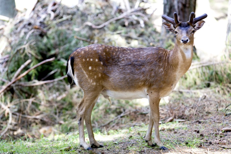 Brown And White 4 Legged Animal