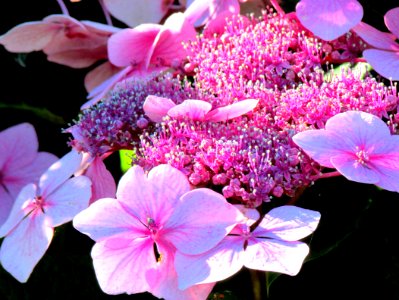 Pink Blossoms photo