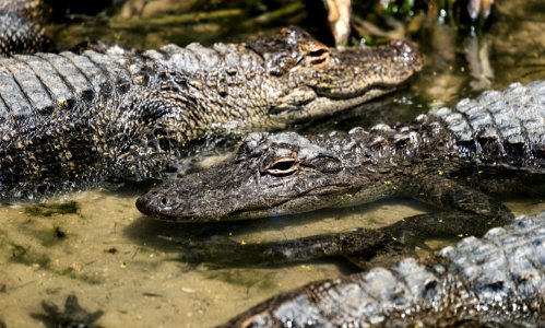 Alligator Adventure, a fourteen-acre theme park of sorts that calls itself the "Reptile Capital of the World" in North Myrtle Beach, South Carolina. Original image from Carol M. Highsmith’s America, Library of Congress collection.