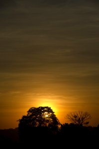 Silhouette Of Trees Against Orange Sun During Sunsset