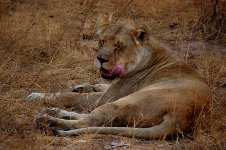 Lioness Sticking Tongue Out While Lying On Ground photo