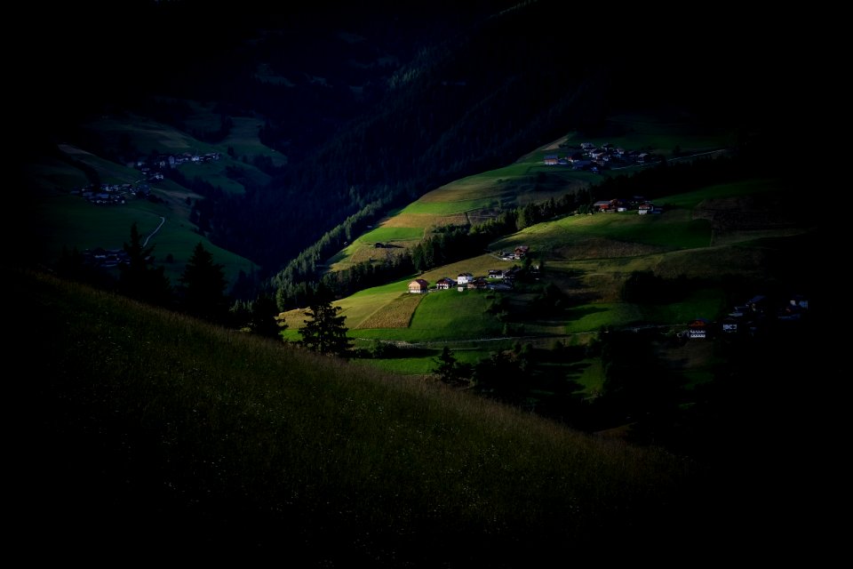 Green Field With Plant In It At Dawn