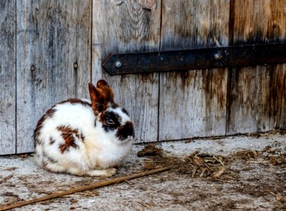 White Black And Brown Rabbit Near Brown Wooden Fence photo