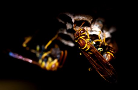 Close Up Wasp Portrait
