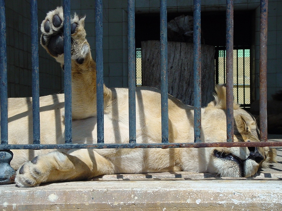 Animal wildlife wild
