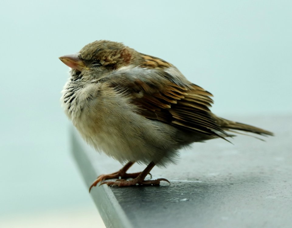 Brown And White Bird