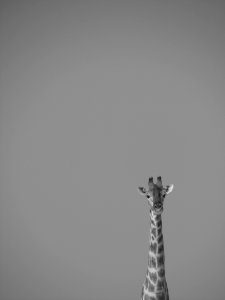Giraffe On Grayscale Effect Portrait