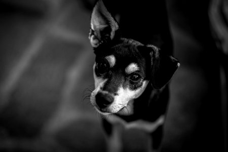 Black And White Short Coated Dog photo