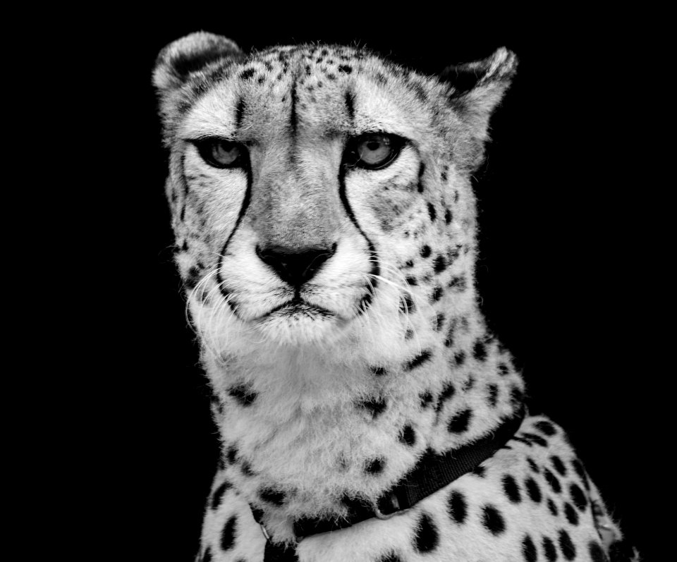 Cheetah at Myrtle Beach Zoo. Original image from Carol M. Highsmith’s America, Library of Congress collection.